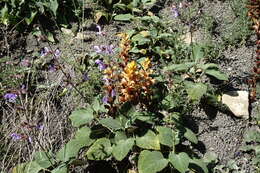 Image of Salvia beckeri Trautv.