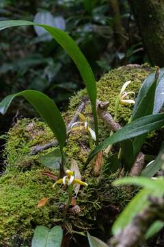 Image of Maxillaria angustisegmenta Ames & C. Schweinf.