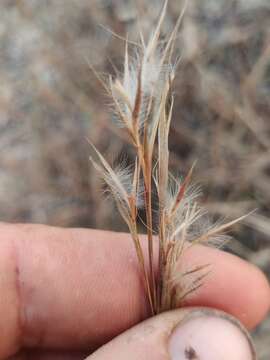 Image of gulf bluestem