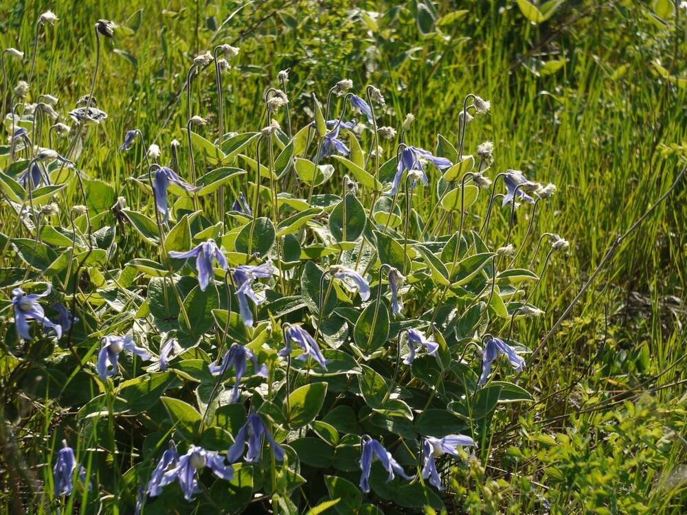 Imagem de Clematis integrifolia L.