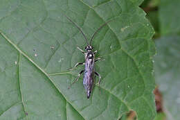 Image of Cratichneumon sublatus (Cresson 1864)