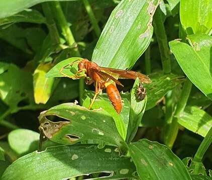 Image of Polistes dominicus (Vallot 1802)