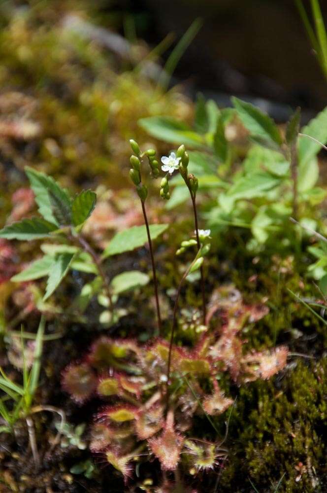 Image of Common Sundew