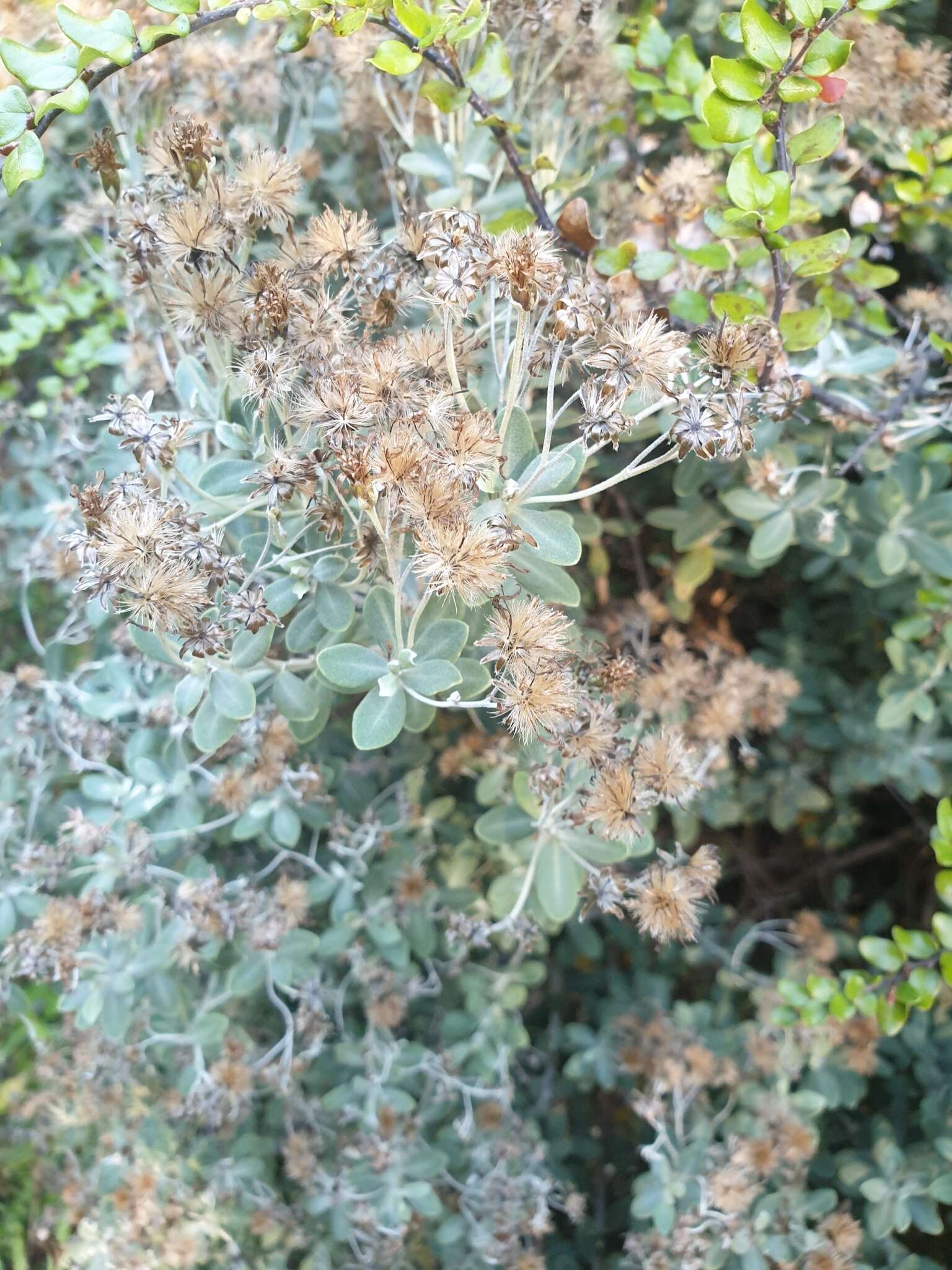 Image of Olearia moschata Hook. fil.