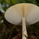 Image of Amanita subparvipantherina Zhu L. Yang, Q. Cai & Yang Y. Cui 2015