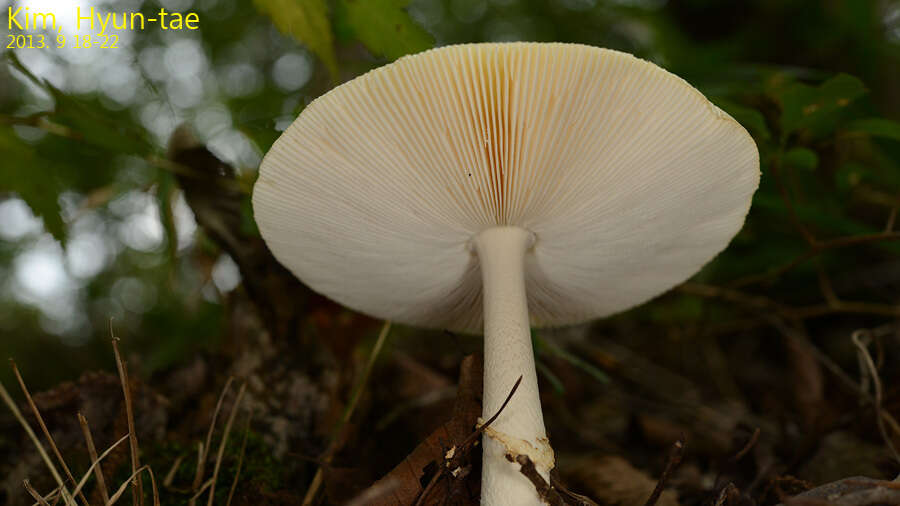 Image of Amanita subparvipantherina Zhu L. Yang, Q. Cai & Yang Y. Cui 2015