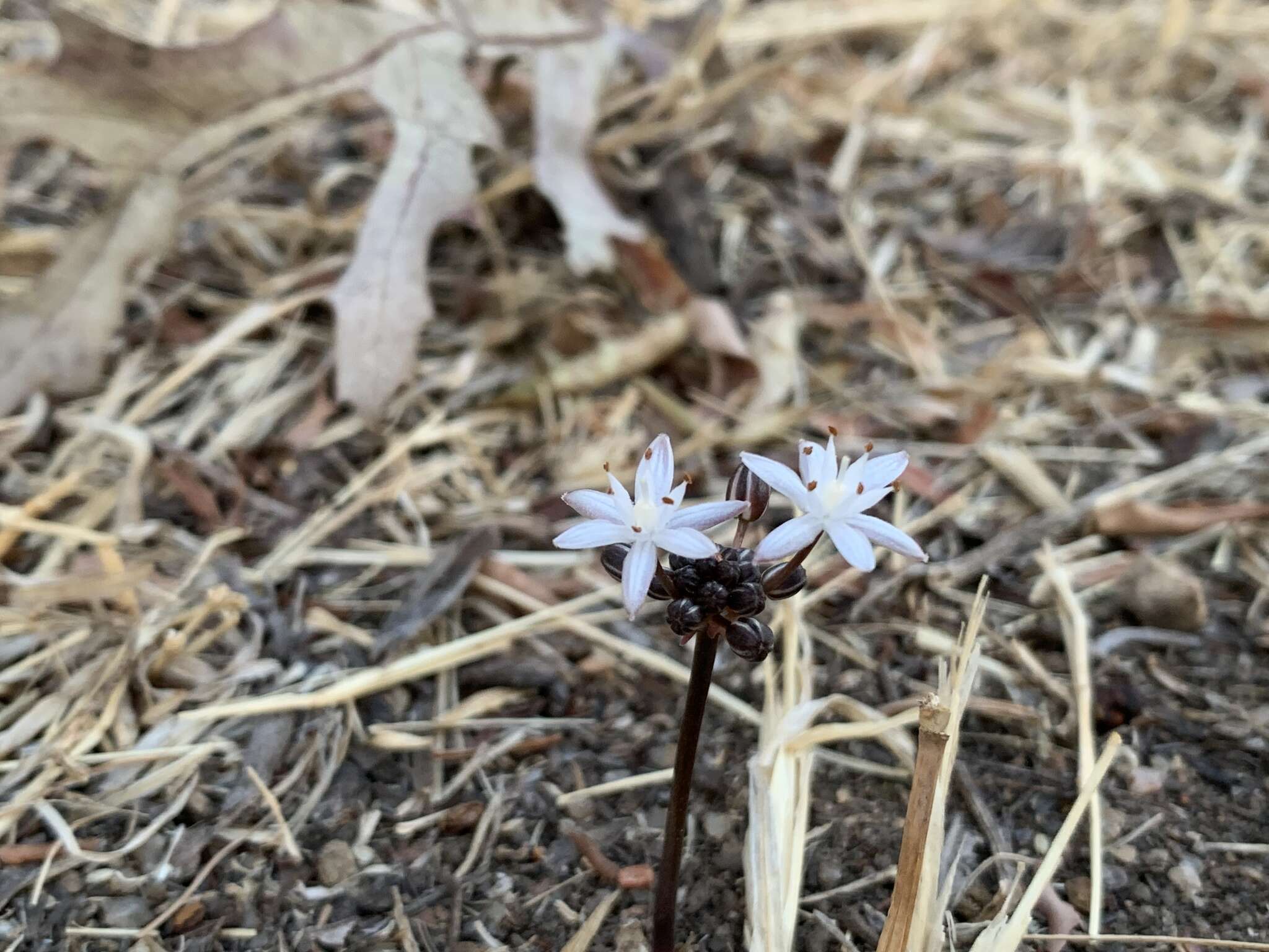 Image of Fusifilum depressum (Baker) U. Müll.-Doblies, J. S. Tang & D. Müll.-Doblies