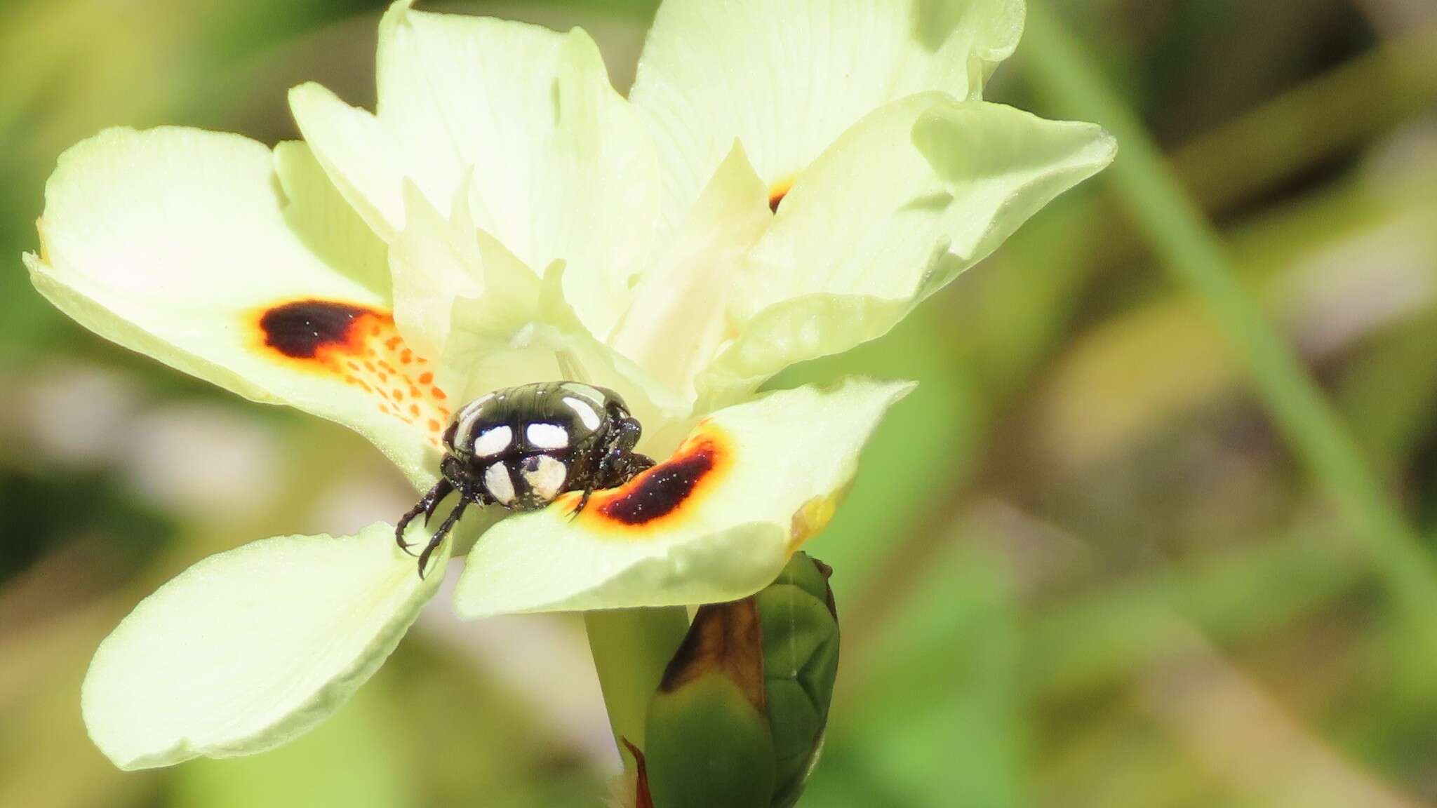 Image of African lily