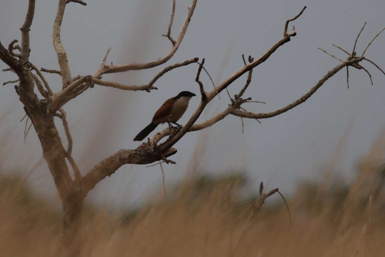 Plancia ëd Centropus senegalensis (Linnaeus 1766)