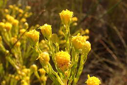 Image of Leucadendron olens I. Williams