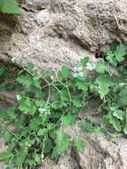 Image of rock phacelia