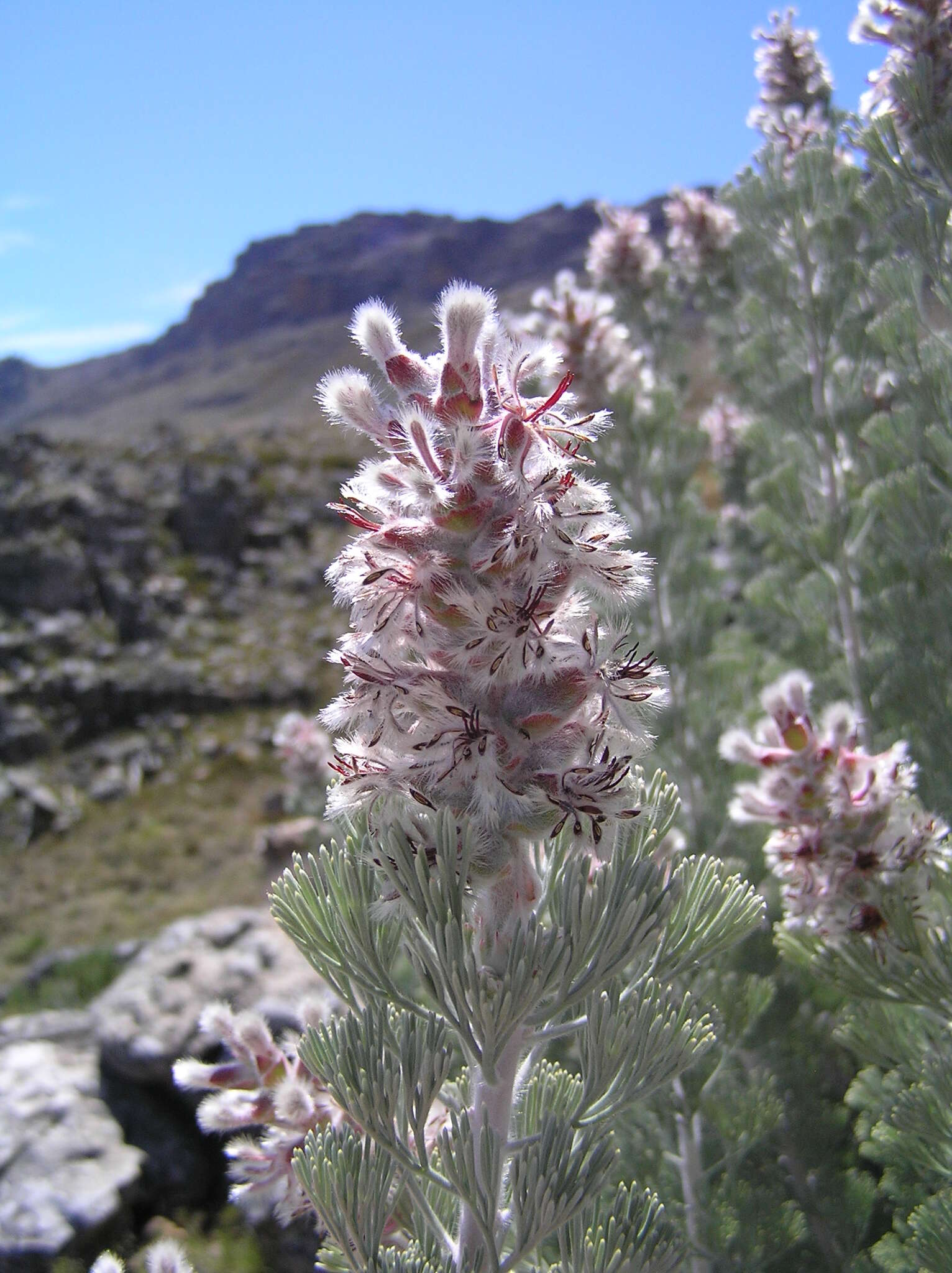 Image of Paranomus tomentosus (Phill. & Hutch.) N. E. Br.