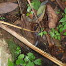 Image of Black Garter Snake