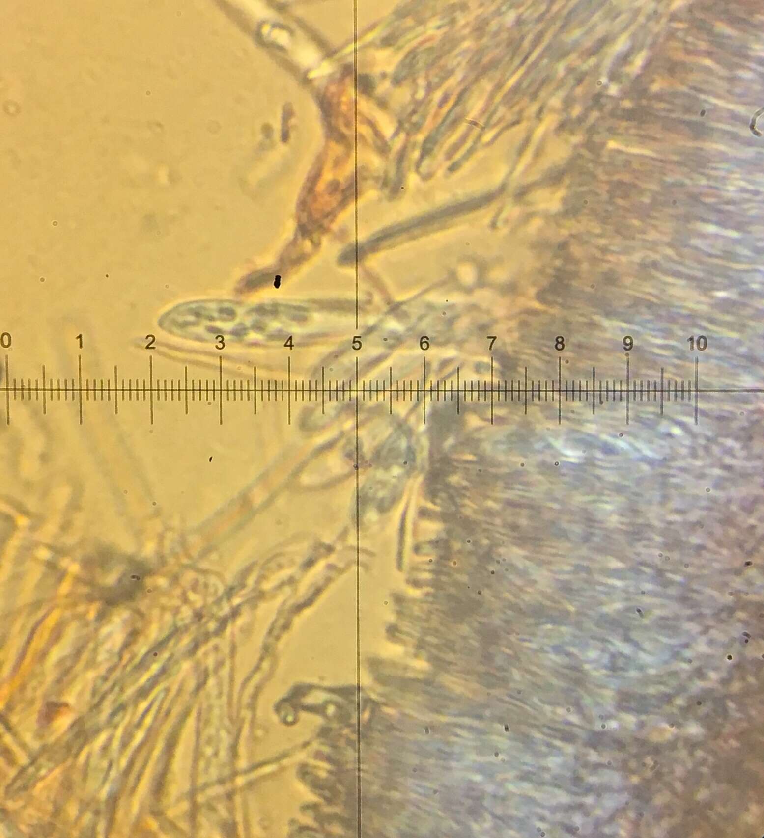 Plancia ëd Chlorosplenium