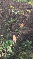 Image of Orange-cheeked Waxbill