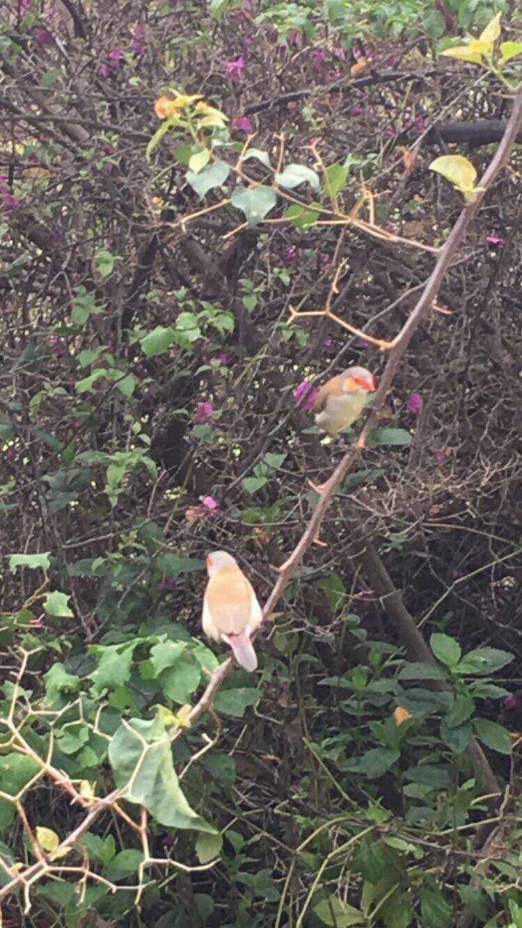 Image of Orange-cheeked Waxbill