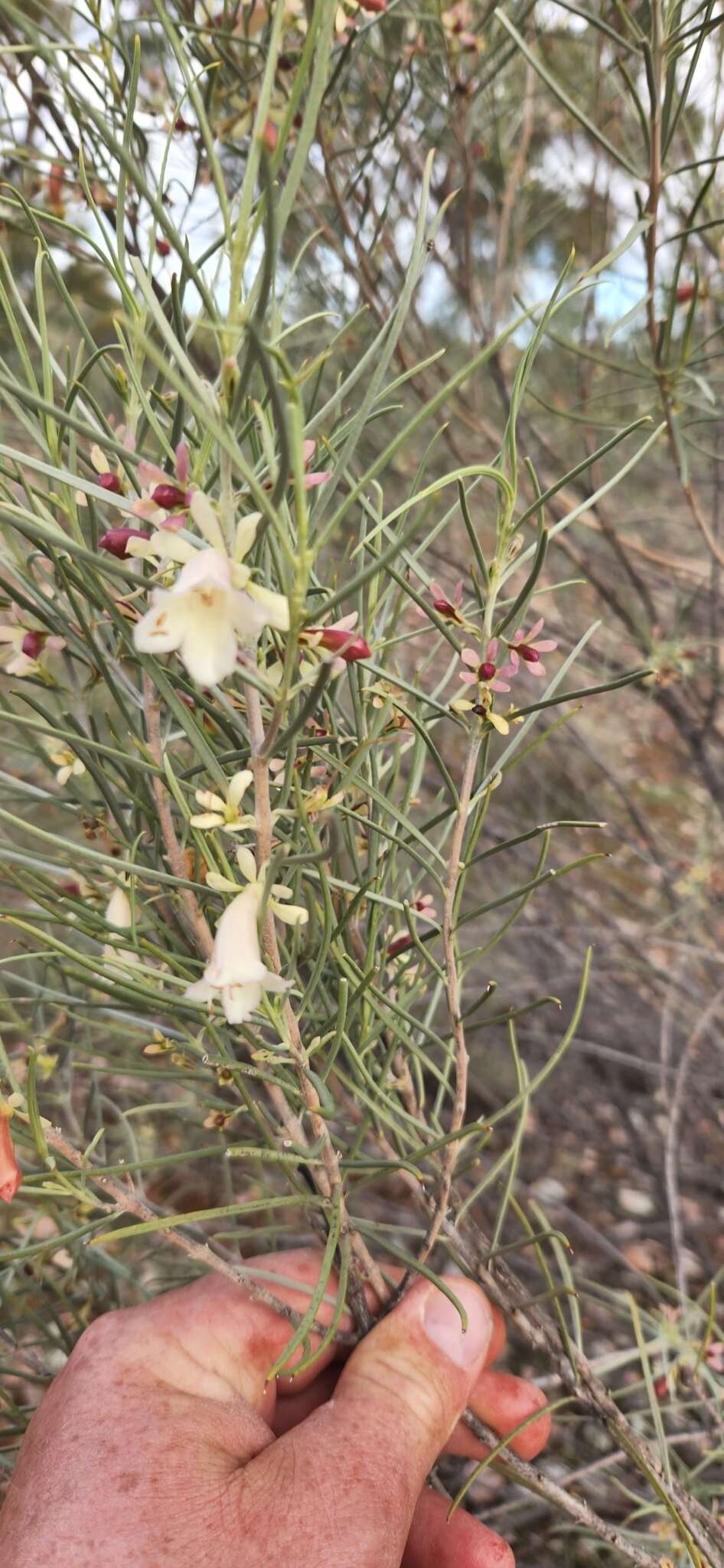 Eremophila oppositifolia R. Br. resmi