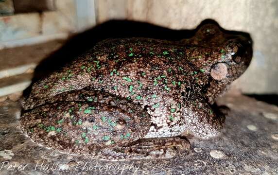 Image of Emerald Spotted Treefrog