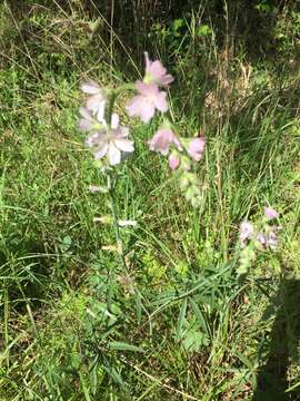 Image of meadow checkerbloom