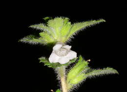 Image of Capraria frutescens (Mill.) Britton