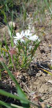 Imagem de Ornithogalum orthophyllum subsp. kochii (Parl.) Zahar.