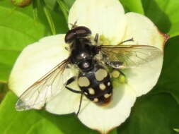 صورة Sericomyia lata (Cqouillett 1907)