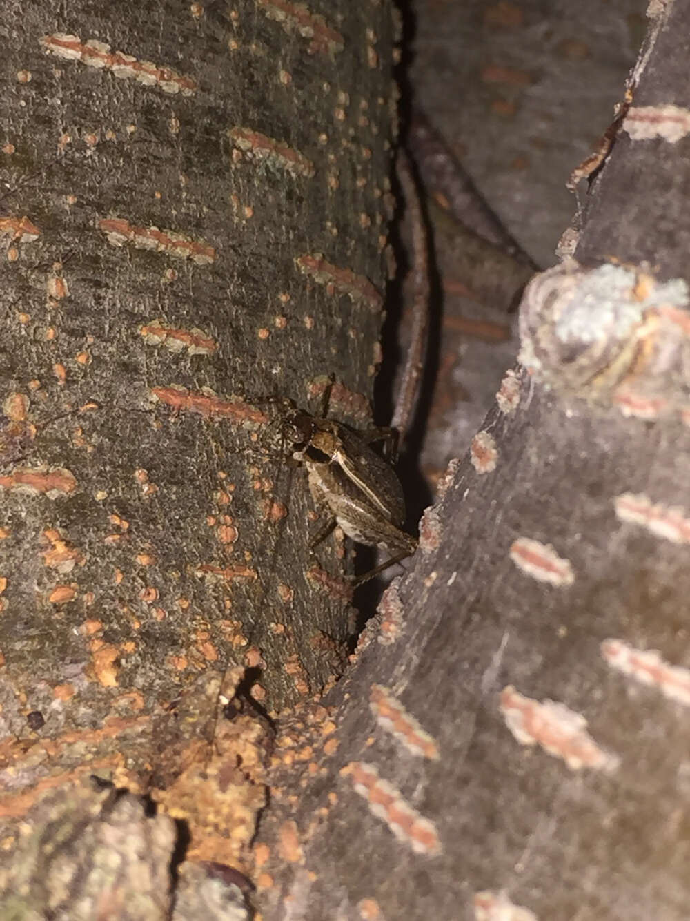 Image of Jumping Bush Cricket