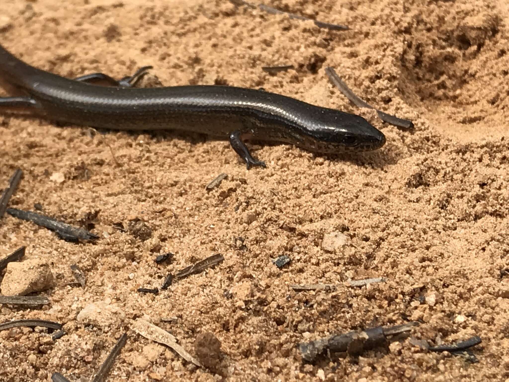 Image of Red Forest Skink