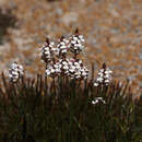 Image of Stylidium nonscandens S. Carlquist