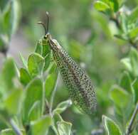 Image de Brachynemurus mexicanus Banks 1895