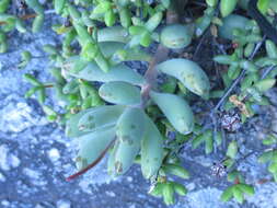 Image of Adromischus mammillaris (L. fil.) Lem.