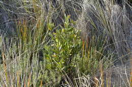 Image of Corokia macrocarpa T. Kirk