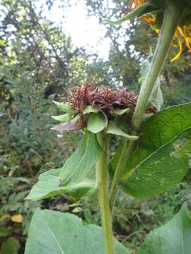 Image of Inula magnifica Lipsky