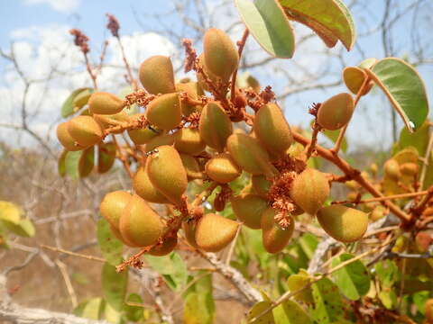 Connarus suberosus Planch.的圖片