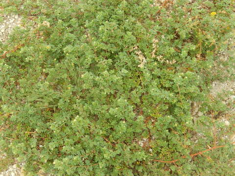 Image of hairy caltrop