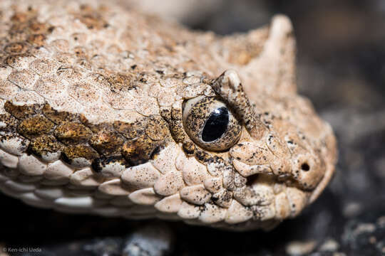 Image of Sidewinder Rattlesnake