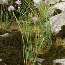 Слика од Allium ledebourianum Schult. & Schult. fil.