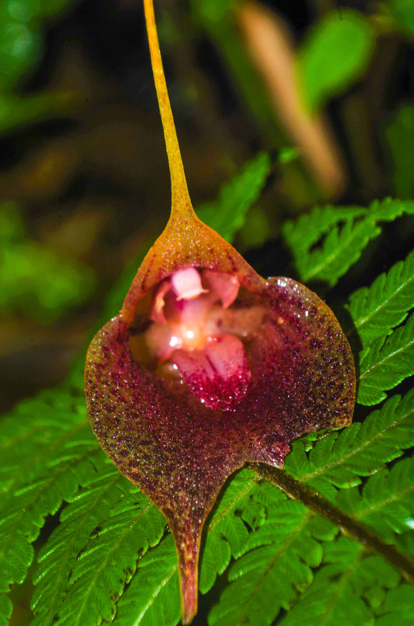 Imagem de Masdevallia angulata Rchb. fil.