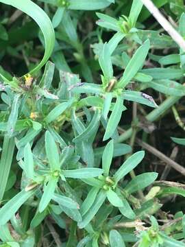 Image of spreading chinchweed