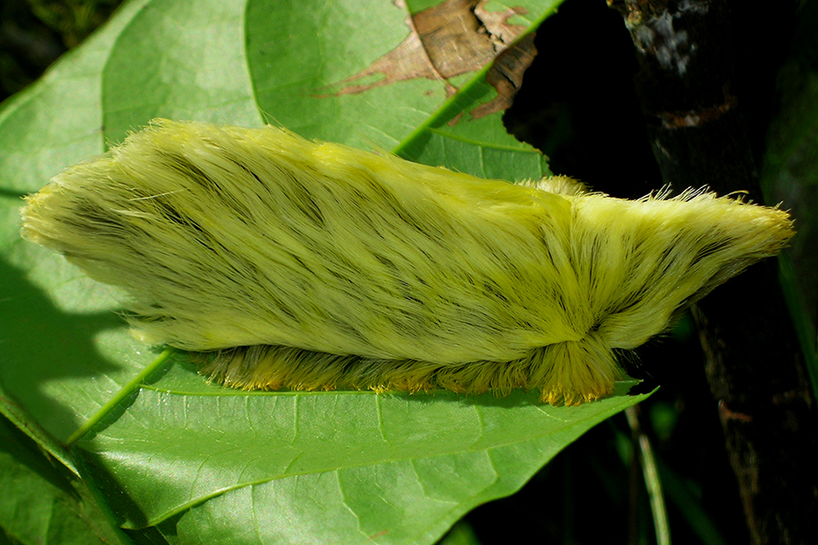 Image of Southern Flannel Moth
