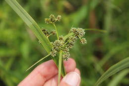 Image of green bulrush