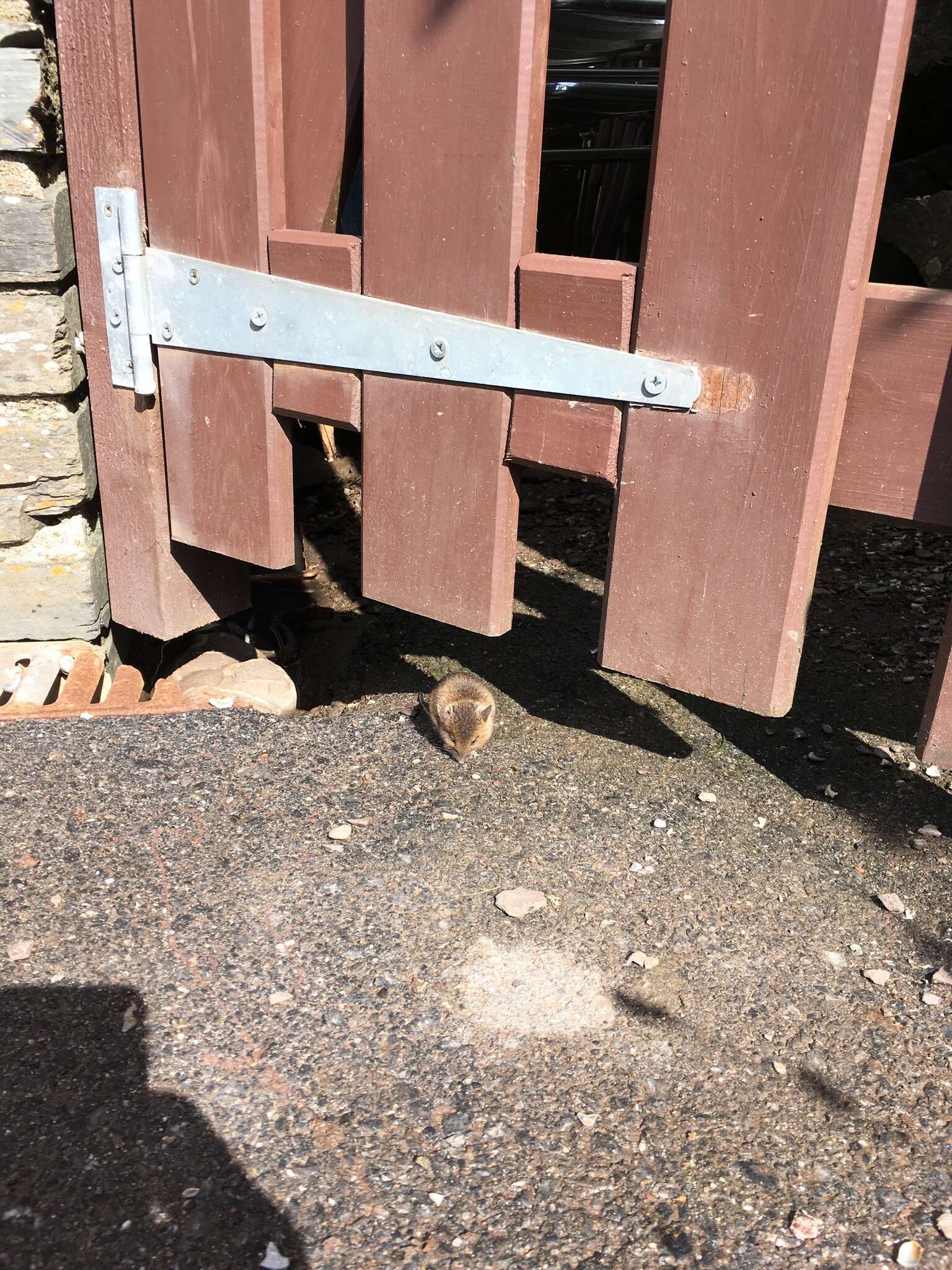 Image of wood mouse, long-tailed field mouse