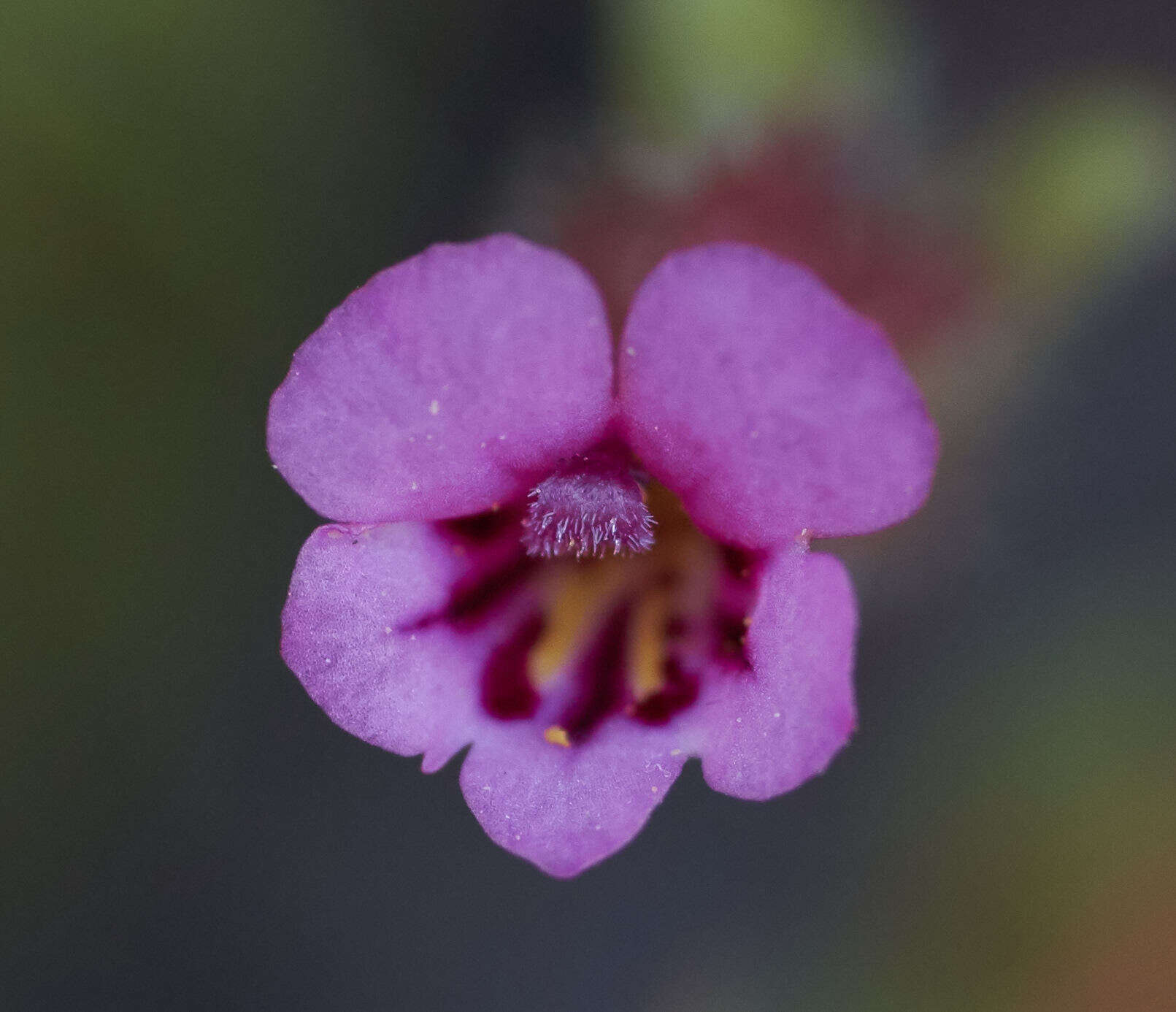 Image of Rattan's monkeyflower