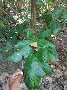 Image de Diospyros maritima Blume