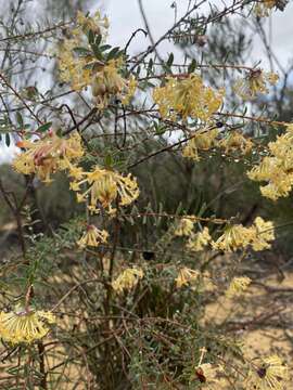 صورة Pimelea angustifolia R. Br.