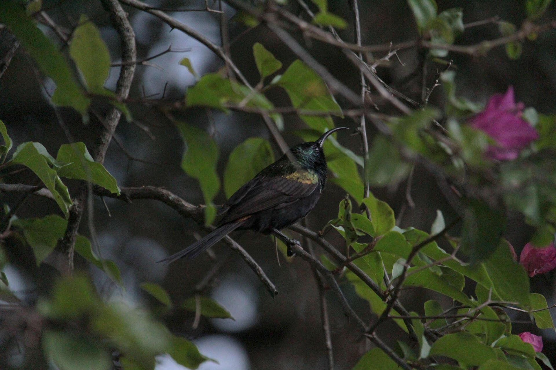 Image of Bronze Sunbird