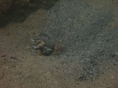 Image of Lagoon shrimp-goby