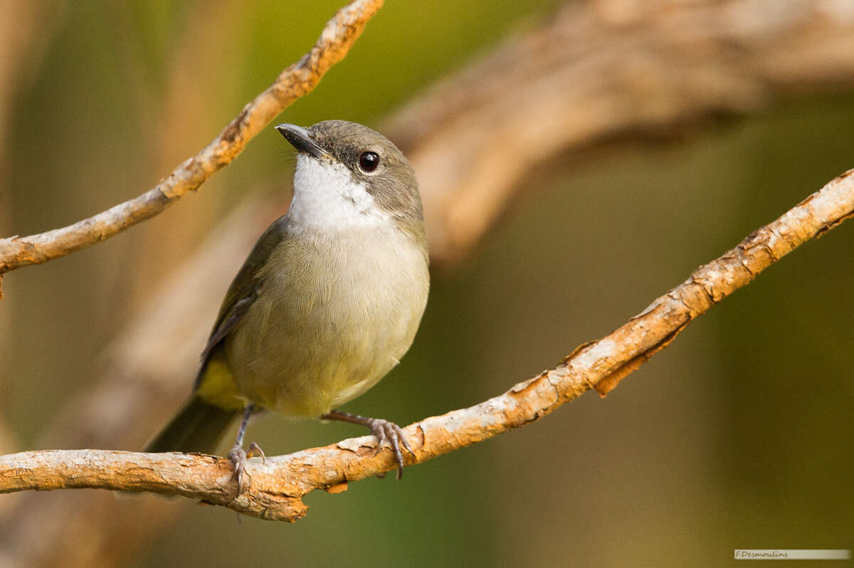 صورة Pachycephala caledonica (Gmelin & JF 1789)