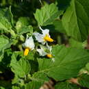 Image of Solanum tweedianum Hook.