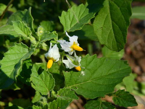Image of Solanum tweedianum Hook.